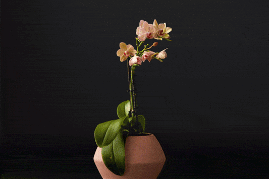 Is It Flowers Youโre After?